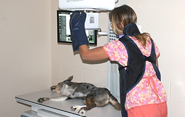 Dog getting an x-ray